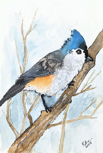 tufted titmouse